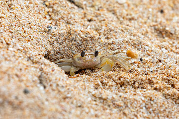 A ghost crab on the beach