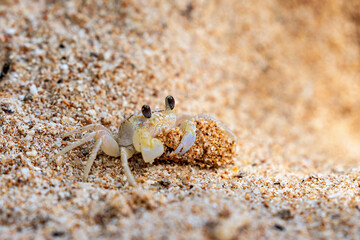 A ghost crab on the beach