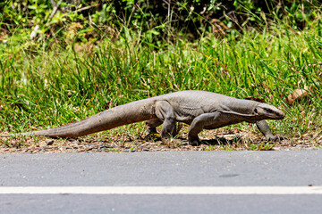 A Bengal monitor lizard along the road