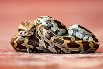 A Python on the ground