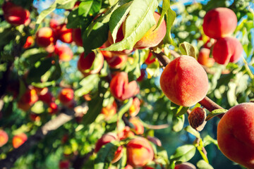 Ripe peaches on a branch in an orchard. Nature background. Harvest of ripe peaches