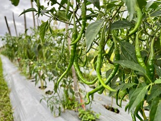 green chili plants in the garden