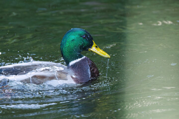 Close-up of a male mallard splashing with water, splashing water, green plumage of a splashing duck, turquoise-coloured plumage of a waterfowl, drops on the head, water drops on the feathers