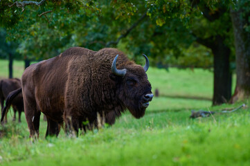 Amazing european bison on meadow in sunny day, Slovakia © Tom