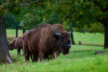 Amazing european bison on meadow in sunny day, Slovakia © Tom