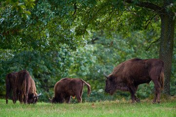 Amazing european bison on meadow in sunny day, Slovakia