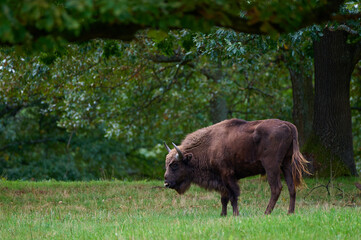 Amazing european bison on meadow in sunny day, Slovakia