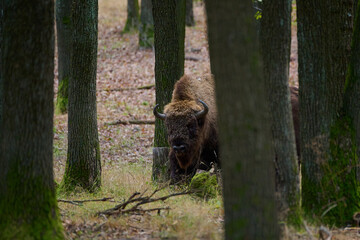 Amazing european bison on meadow in sunny day, Slovakia