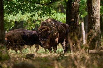 Amazing european bison on meadow in sunny day, Slovakia