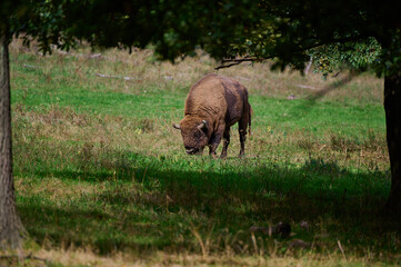 Amazing european bison on meadow in sunny day, Slovakia