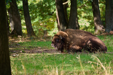 Amazing european bison on meadow in sunny day, Slovakia