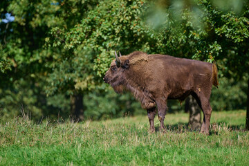 Amazing european bison on meadow in sunny day, Slovakia