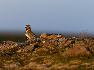 Goldregenpfeifer auf der arktischen Varanger-Halbinsel