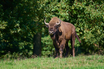 Obraz premium Amazing european bison on meadow in sunny day, Slovakia
