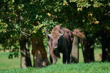 Amazing european bison on meadow in sunny day, Slovakia © Tom