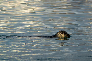 HarbHarbour seal swimming, Jokulsarlon, Iceland