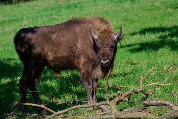 Amazing european bison on meadow in sunny day, Slovakia