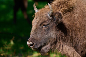 Fototapeta premium Amazing european bison on meadow in sunny day, Slovakia