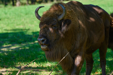 Amazing european bison on meadow in sunny day, Slovakia
