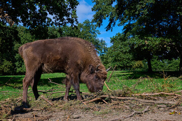 Amazing european bison on meadow in sunny day, Slovakia