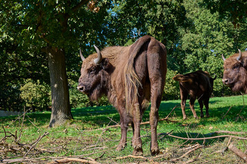 Amazing european bison on meadow in sunny day, Slovakia