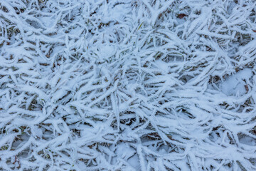 vista macro di erba ghiacciata e ricoperta di neve, in inverno