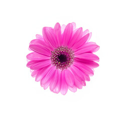 Obraz premium Pink Gerbera flower petals isolated on transparent background cutout. Design element. Idea for postcards, greetings, invitations, posters, birthday, Valentine's day, mother's day decoration.
