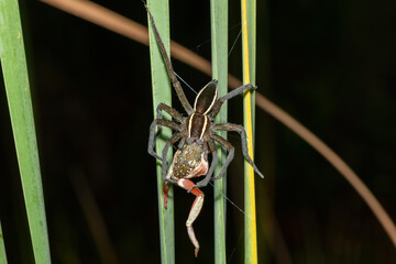 Massaja Nilus Fish-Eating Spider (Nilus massajae), eating a painted reed frog (Hyperolius marmoratus), in a coastal wetland
