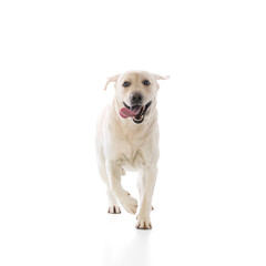 Joyful Labrador Retriever dog running towards the camera with its tongue hanging out isolated on white background. Concept of domestic animals, pet, care, health, grooming