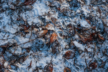 Terreno ghiacciato di un ambiente naturale di montagna con foglie secche coperte da neve e ghiaccio