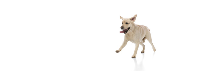 Purebred, beautiful, light-colored Labrador, Retriever dog running towards with energy and joy isolated on white background. Concept of domestic animals, pet, care, health, grooming. Banner