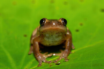 A beautiful greater leaf-folding frog (Afrixalus fornasini), also known as Fornasini's spiny reed frog, or banana frog, in dense coastal vegetation 