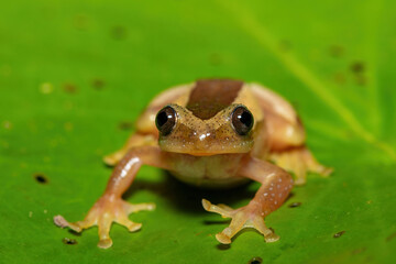 A beautiful greater leaf-folding frog (Afrixalus fornasini), also known as Fornasini's spiny reed frog, or banana frog, in dense coastal vegetation 