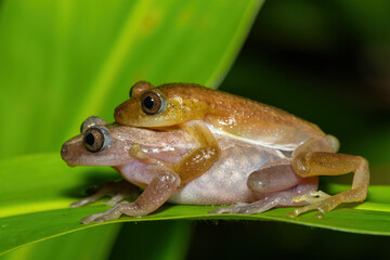 Greater leaf-folding frogs (Afrixalus fornasini), also known as Fornasini's spiny reed frog, or banana frog, in amplexus, in dense coastal vegetation