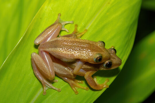 Greater leaf-folding frogs (Afrixalus fornasini), also known as Fornasini's spiny reed frog, or banana frog, in amplexus, in dense coastal vegetation