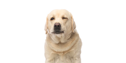 Funny purebred Labrador, Retriever dog witting with playful expression, winking with one eye...