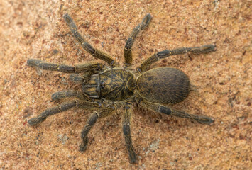 A beautiful Highveld Baboon Spider (Harpactira hamiltoni), also known as Hamilton’s Starburst Baboon Spider, found in a rocky grassland