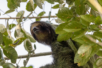Fototapeta premium Female of pale-throated sloth (Bradypus tridactylus) with baby hanged top of the tree, La Fortuna, Costa Rica wildlife