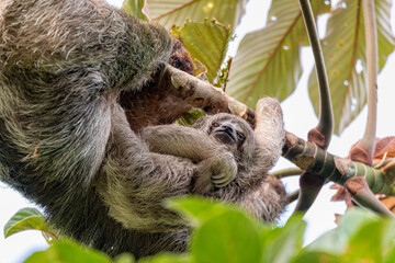 Fototapeta premium Female of pale-throated sloth (Bradypus tridactylus) with baby hanged top of the tree, La Fortuna, Costa Rica wildlife