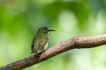 Female of Red-legged honeycreeper (Cyanerpes cyaneus), small songbird species in the tanager family (Thraupidae), La Fortuna, Volcano Arenal, Wildlife and birdwatching in Costa Rica.