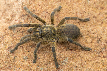 A beautiful Highveld Baboon Spider (Harpactira hamiltoni), also known as Hamilton’s Starburst Baboon Spider, found in a rocky grassland