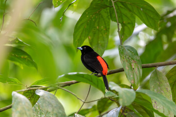 Black and red bird Scarlet-rumped tanager (Ramphocelus passerinii) feeding. La Fortuna, Volcano Arenal, Wildlife and birdwatching in Costa Rica.