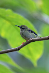 Female of Red-legged honeycreeper (Cyanerpes cyaneus), small songbird species in the tanager family (Thraupidae), La Fortuna, Volcano Arenal, Wildlife and birdwatching in Costa Rica.