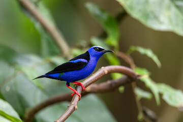 Red-legged honeycreeper (Cyanerpes cyaneus), La Fortuna, Volcano Arenal, Wildlife and birdwatching in Costa Rica.