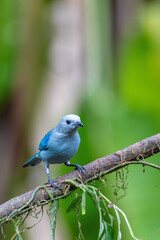Blue-gray tanager (Thraupis episcopus) is a medium-sized South American songbird. La Fortuna, Volcano Arenal, Wildlife and birdwatching in Costa Rica.