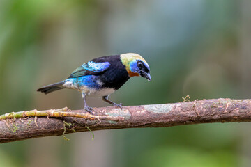 Golden-hooded tanager (Stilpnia larvata) is a medium-sized passerine bird. La Fortuna, Volcano Arenal, Wildlife and birdwatching in Costa Rica.