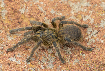 A beautiful Highveld Baboon Spider (Harpactira hamiltoni), also known as Hamilton’s Starburst Baboon Spider, found in a rocky grassland