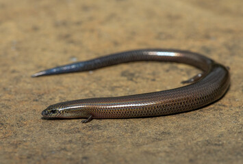 A cute montane dwarf burrowing skink (Scelotes mirus) in the wild, in KwaZulu-Natal, South Africa