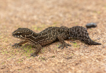 A cute Spotted Thick-toed Gecko (Pachydactylus maculatus) in the wild