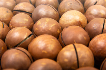 Freshly harvested macadamia nuts displayed together on a wooden surface showcasing their natural texture and color